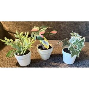 Set Of 3 Ashland Micro Premade Plant White Pots Monstera NWT 3” Miniature Green